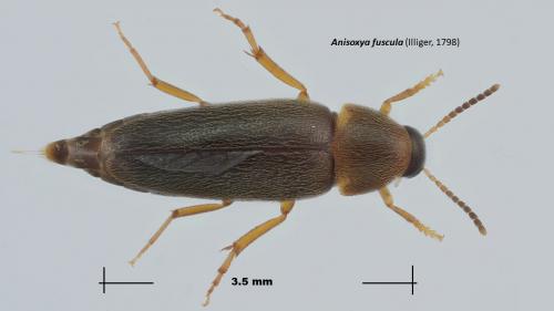 Anisoxya fuscula